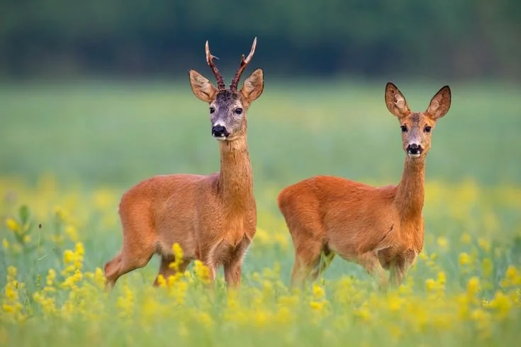 The Hunter's Paradise: Laws, Legislation, Seasons and Demographics