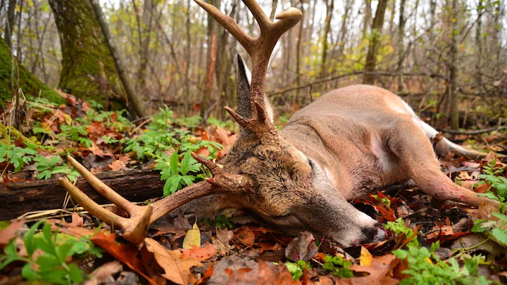 red deer