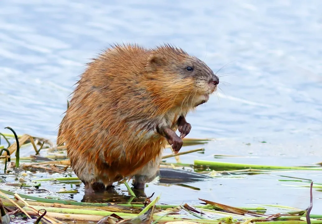 Moerassewer (Amerikaanse moerassewer) (Ondatra zibethicus), 2 of 3