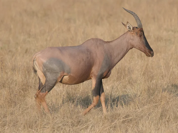 Ջիմելա տոպի (Տոպի) (Damaliscus lunatus jimela), 3 of 3