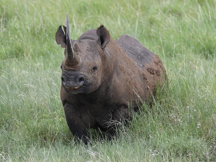 Black Rhinoceros (Hook-lipped Rhinoceros)