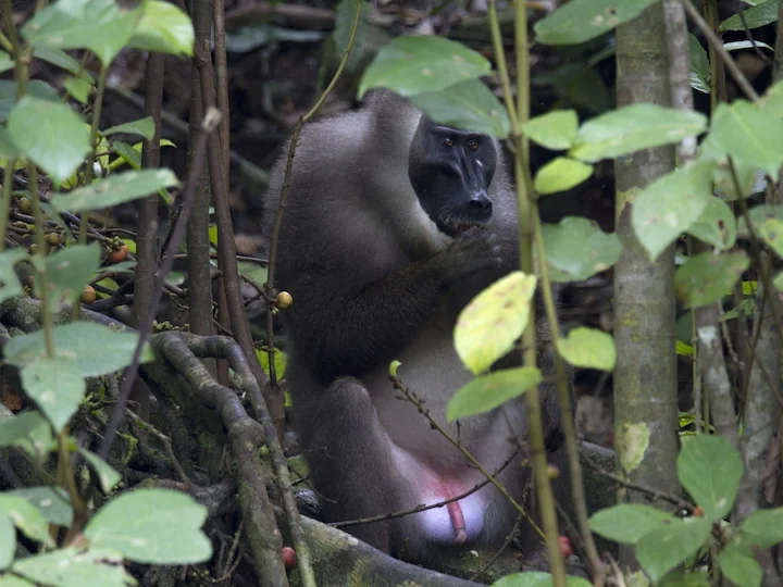 Fernando Po-drill (Mandrillus leucophaeus)