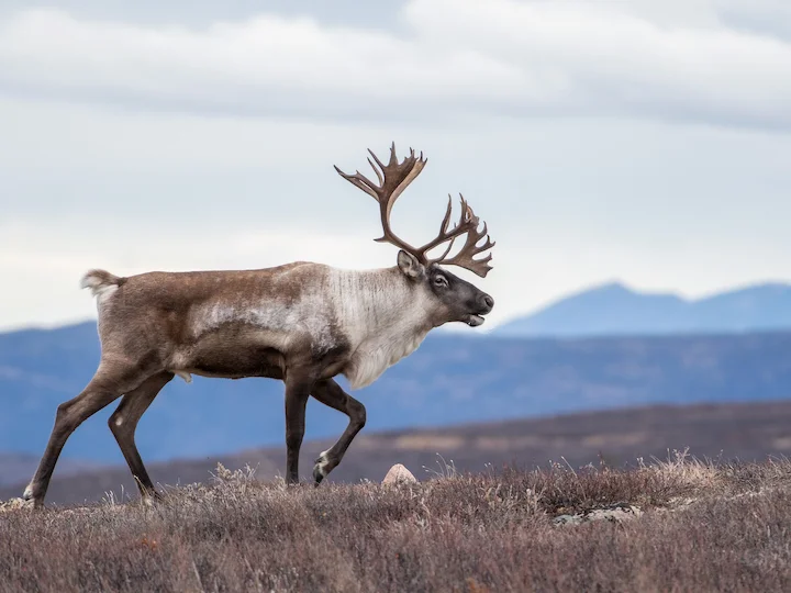 Osborn's Caribou (Boreal Caribou) (Rangifer tarandus osborni)