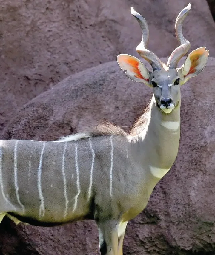 Klipspringer (Klipbok) (Tragelaphus imberbis), 5 of 6