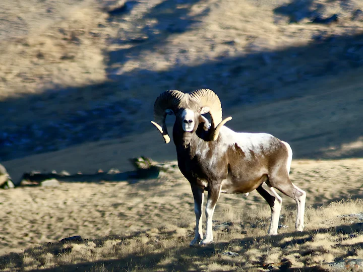 Karelini-argali (Karelin se argali)