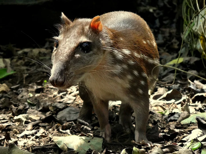 Պակա (Ագուտի) (Agouti paca), 2 of 3