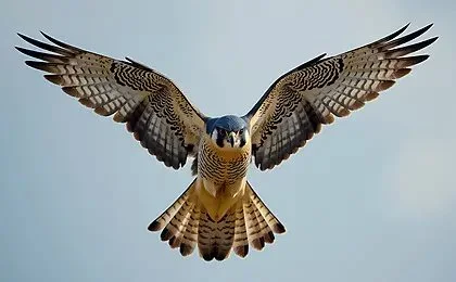 FALCONRY HUNTING — Birds List · Falconer Techniques · Equipment avatar