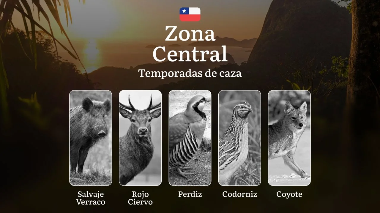 Temporadas de caza en la Zona Central de Chile: fechas, reglas y consejos para cazadores, mejores épocas, lugares y tácticas de caza

Reglas y temporadas de caza en la re
