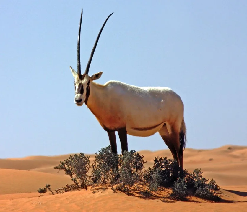 Սպիտակ օրիքս (Արաբական օրիքս) (Oryx leucoryx), 2 of 5