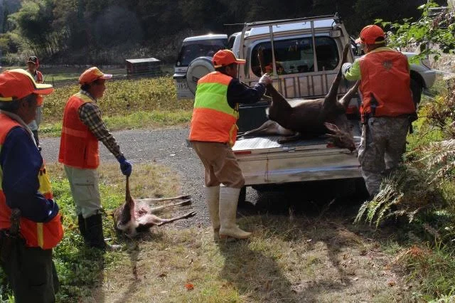 Hunters in Sasayama, Hyogo Prefecture, load deer after a recent hunt. The nationwide hunting season for wild boar and deer, which cause large amounts of agricultural dama