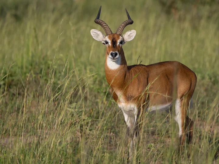 Kob dell'Uganda