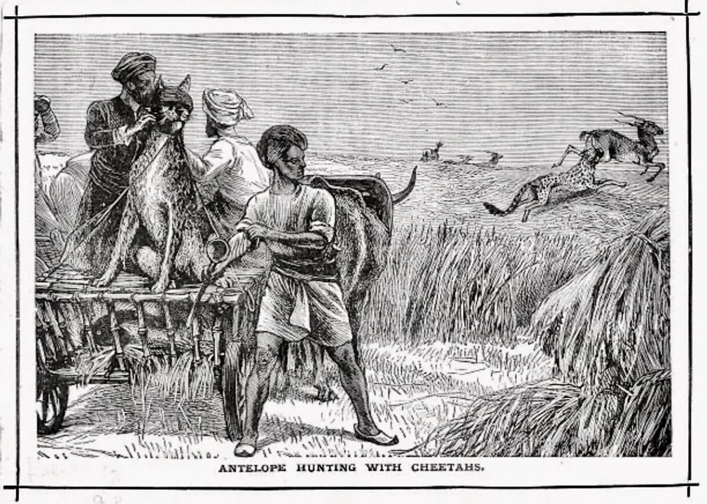 The Cheetah Hunt in India: When Royalty Ran with the Fastest Predator on Earth  