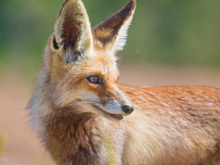 Arabiese vos (Arabiese rooivos) (Vulpes vulpes arabica), 2 of 3