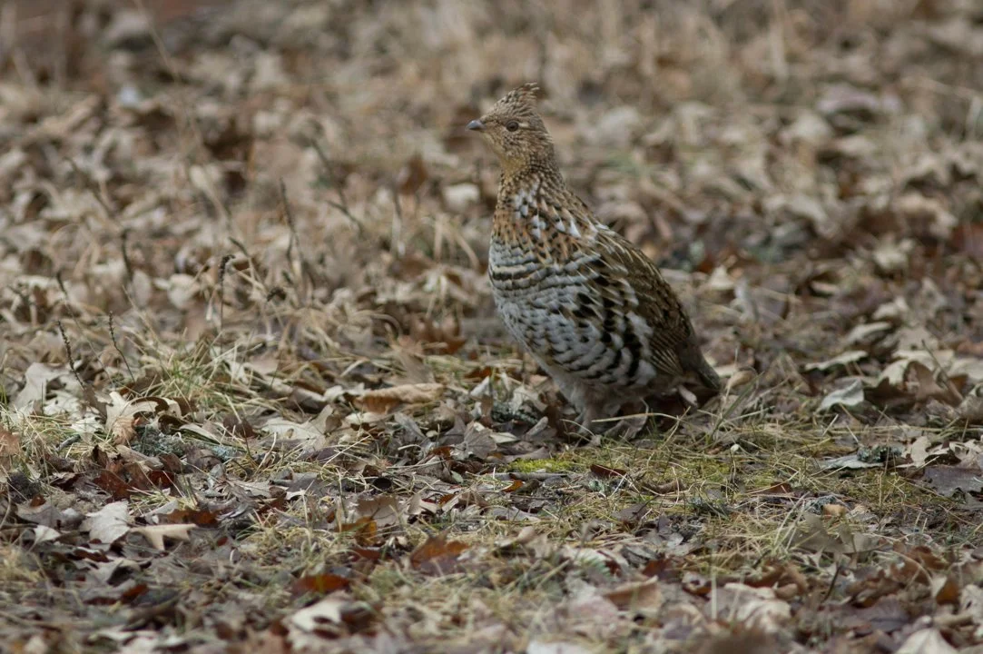Amende de 1 000 $ pour chasse dangereuse en Ontario: un chasseur sanctionné pour négligence 