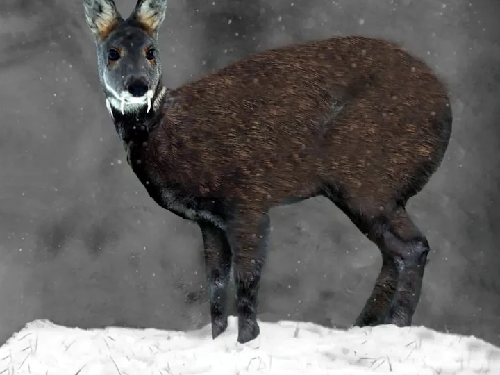 Moskusreek (Moschus moschiferus), 3 of 3
