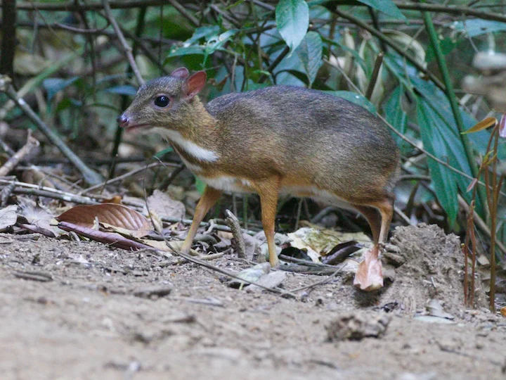 Klein Oosterse chevrotain