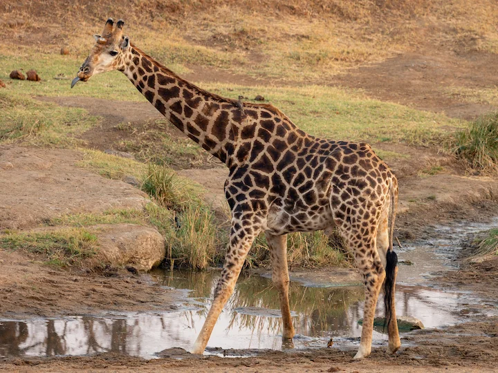 Giraff (Giraffen) (Giraffa giraffa)