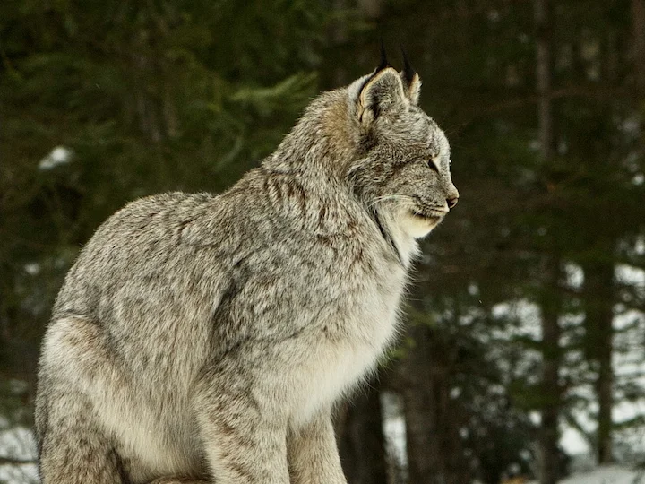 Lince del Canada
