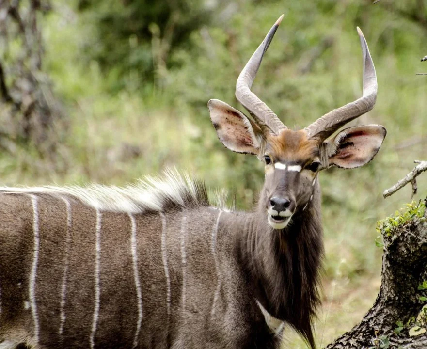 Nyala (Bosnyala) (Tragelaphus angasii), 3 of 5