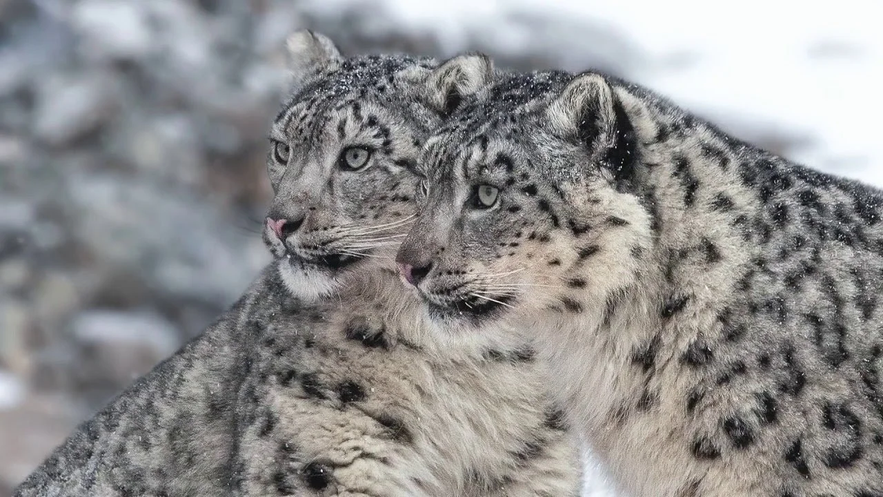 Mongolian Big Game Hunting: Legal Framework, Regulations & Hunter's Guide (Updated 2026)