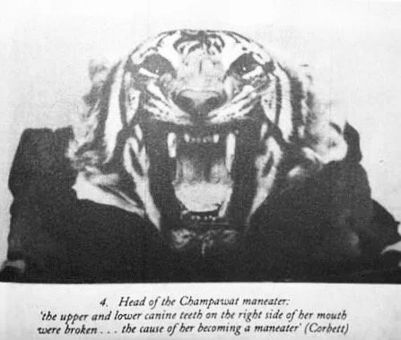 Champawat tigress story. Champawat tigress story.