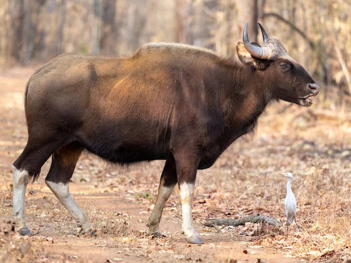 Gaur (Indiese bison)
