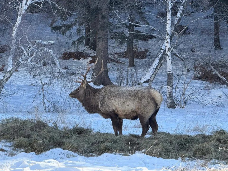 Emergency Forage Drop Helps Starving Wildlife in Bogd Khan Strictly Protected Area
