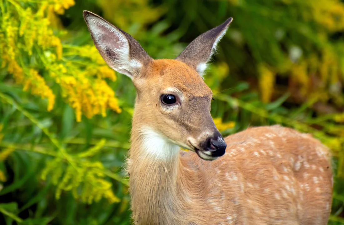 Hunting in the WHITESHELL MANITOBA Region: Discover the Local Demographics and Vibrant Hunting Associations of the Area…