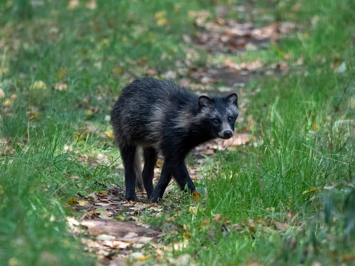 Marderhund (Waschbärhund) (Nyctereutes procyonoides)