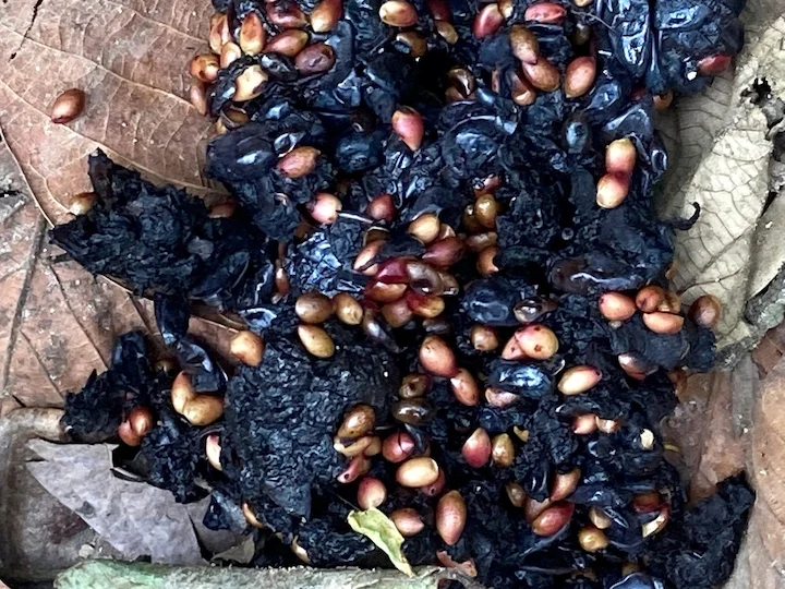 Orso nero asiatico