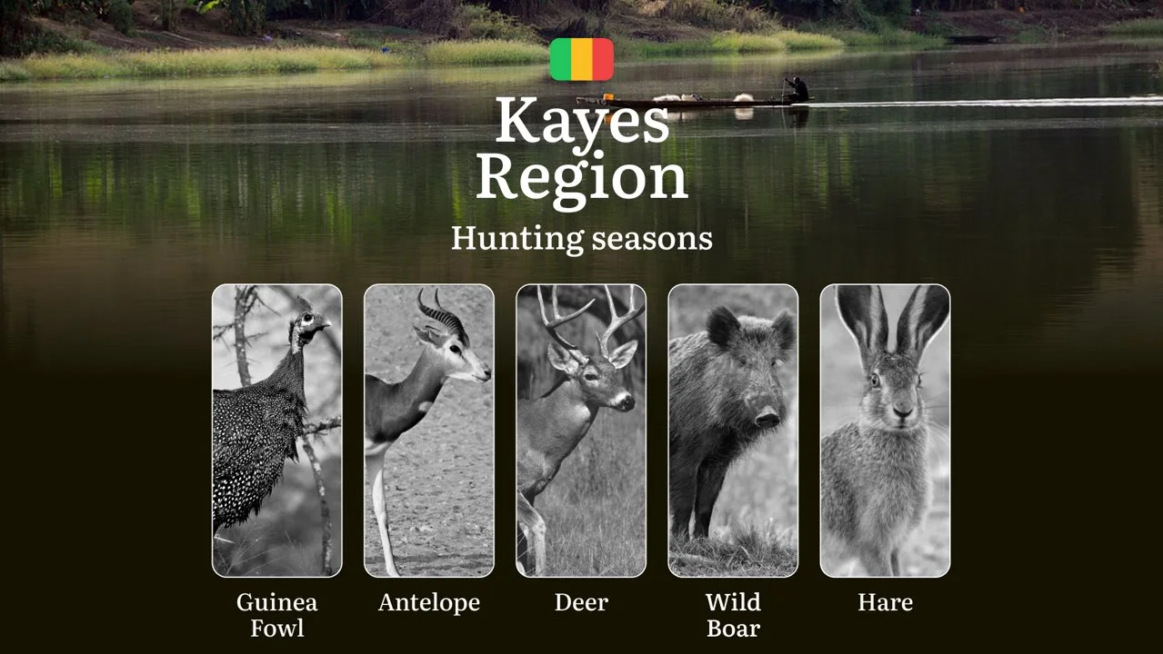 Hunting Season Dates in Kayes Region: Hunting Periods, Species and Season Bans, Joining the Hunt, Getting Licensed, Penalties That Can Ruin Season, Expert Picks, Timing, 