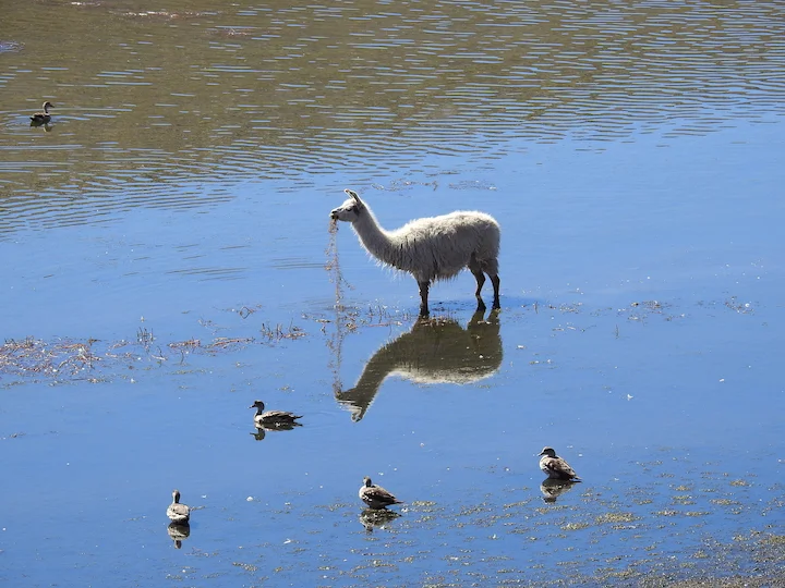 Llama domestica