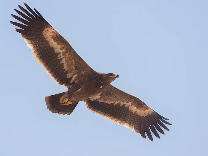 Aquila della steppa (Aquila nipalensis)