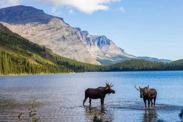 Montana! Montana!