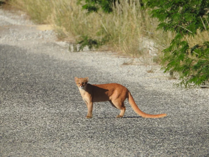 Jaguarondi (Otterkat)