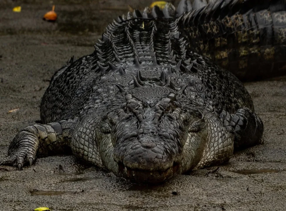 Crocodile Hunting in Zimbabwe & Mozambique: A Hunter's Guide