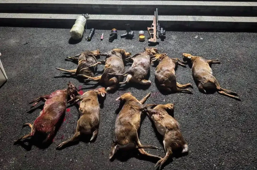桐庐警方深夜追击,山林截获非法狩猎车辆,查获清单触目惊心! 桐庐警方深夜追击,山林截获非法狩猎车辆,查获清单触目惊心!