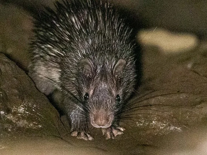 Afrikanischer Borstenigel (Afrikanischer Igel) (Atherurus africanus)
