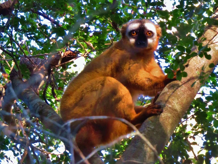 Rjav lemur (Eulemur fulvus)