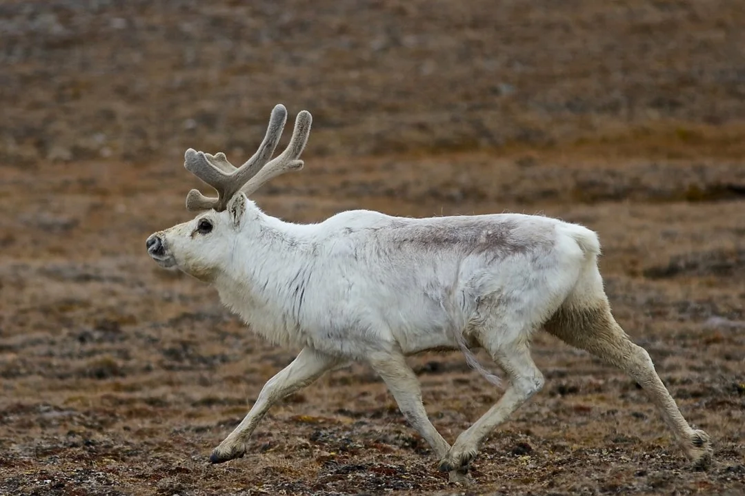 Pearykariboe (Pearyrenoster)