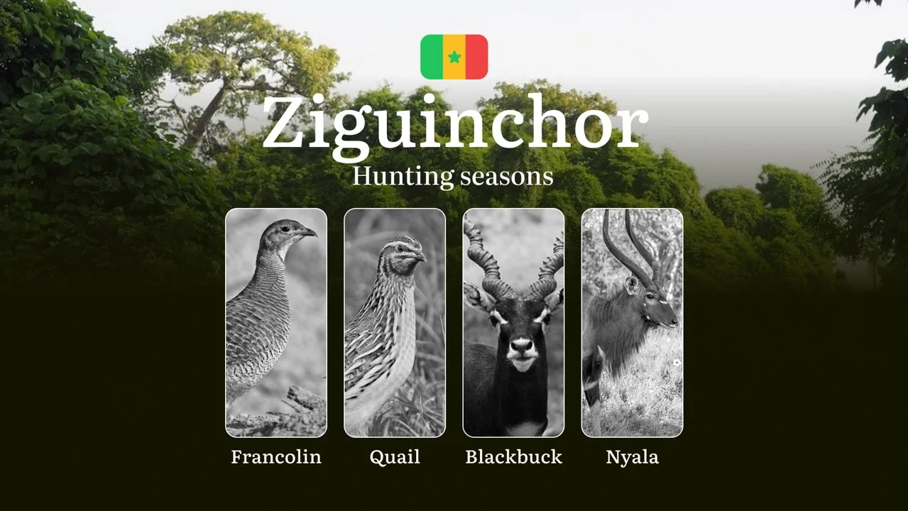 Hunting Time in Senegal: Timing, Licenses and Rules in the ZIGUINCHOR Region, Hunting Permits, Tips and Tactics for Hunt…