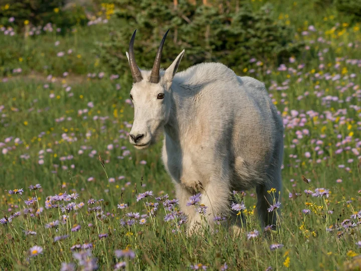 Bergbok (Witbok)