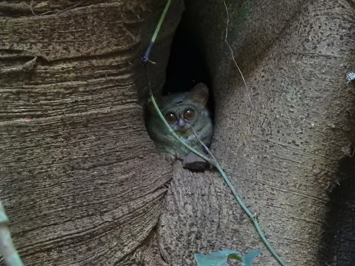 Makassar-tarsier