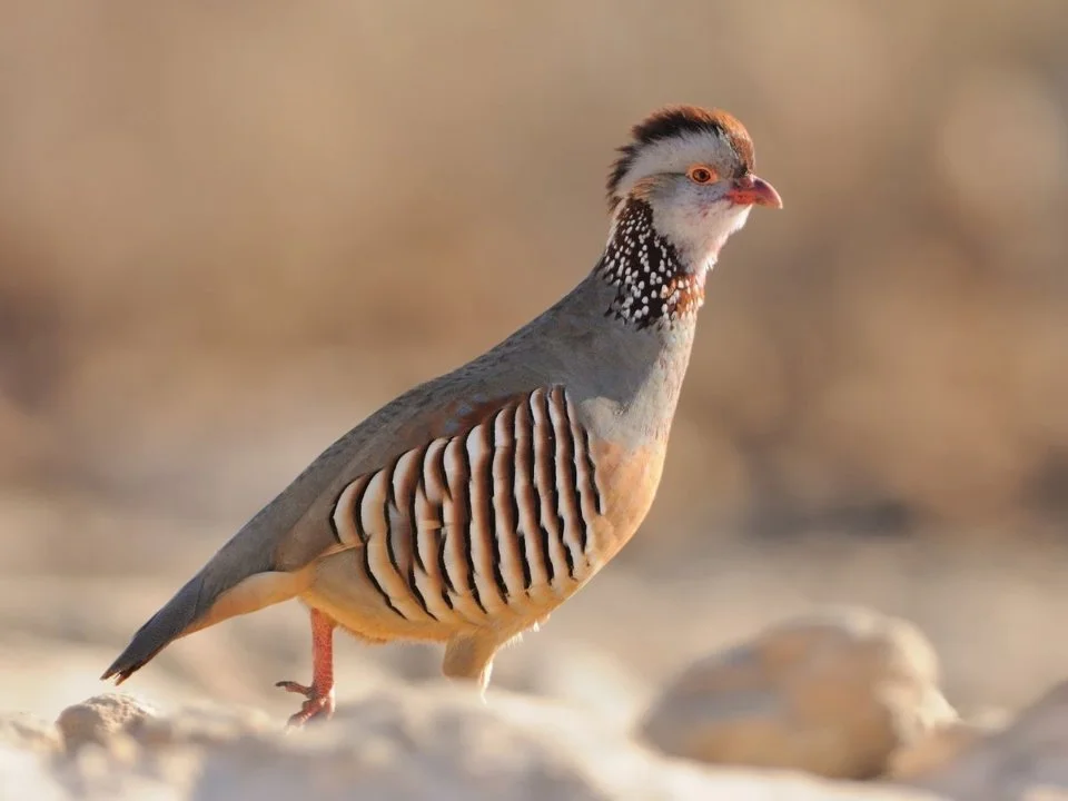 Hunting Shorebirds in Morocco: A Comprehensive Guide to Understanding the Ban on Shorebird Hunting in Morocco, Regional…