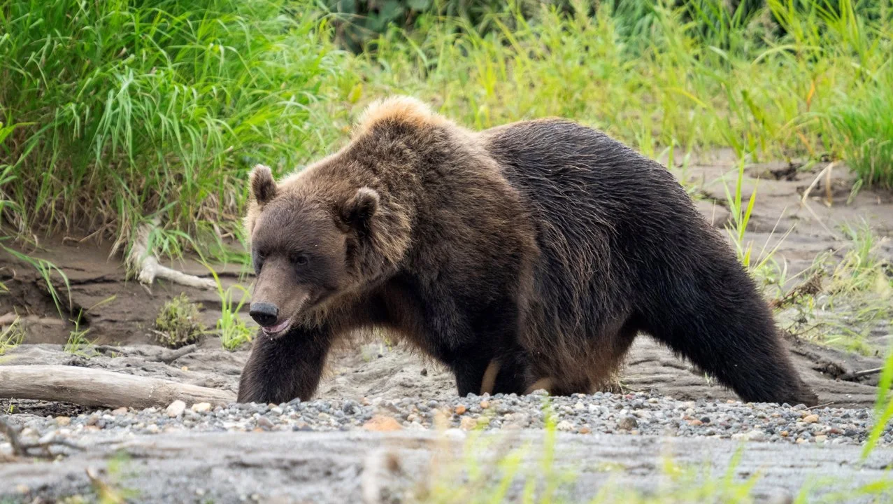 Կոլարիս կարգատեսակ (Կովկասյան արջ) (Ursus arctos collaris), 1 of 3