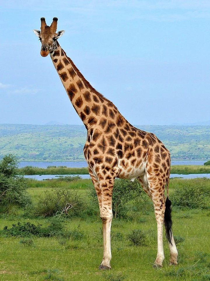 Manlike kameelperde bereik'n hoogte van tot 5,5—6,1 m (ongeveer 1/3 van die lengte is die nek) en weeg tot 9001200 kg. Vroulike voëls is gewoonlik effens kleiner en ligte