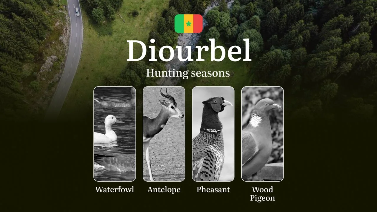 Hunting Dates in Senegal, The DIOURBEL Region: Hunting Calendar and Seasons, Legal Restrictions, Bans, Timeframes and Pr…