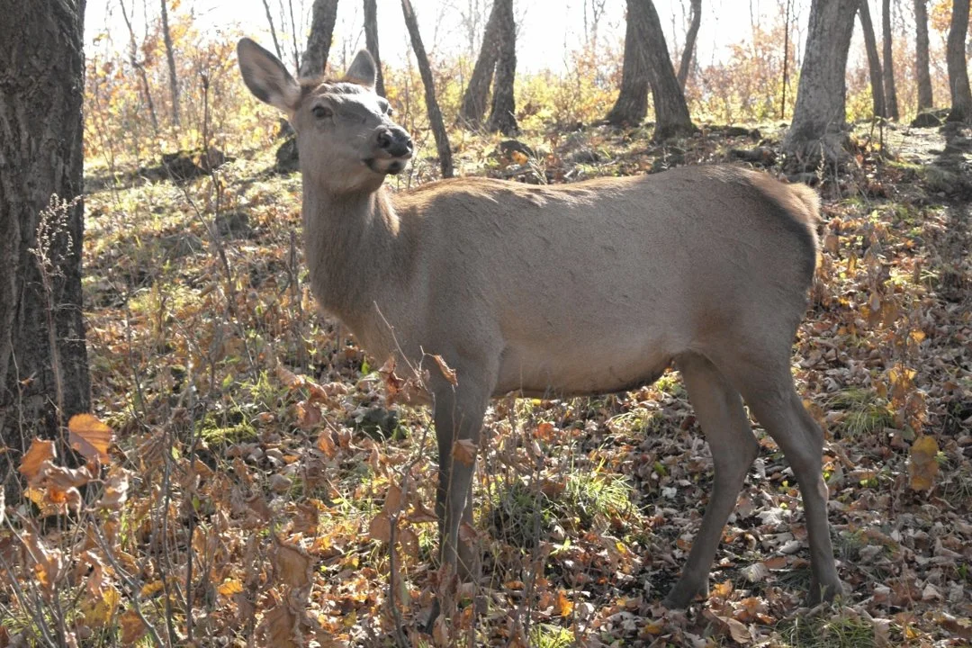 آهوی روزوسکی (آهوی سیبریایی) (Cervus canadensis xanthopygus)