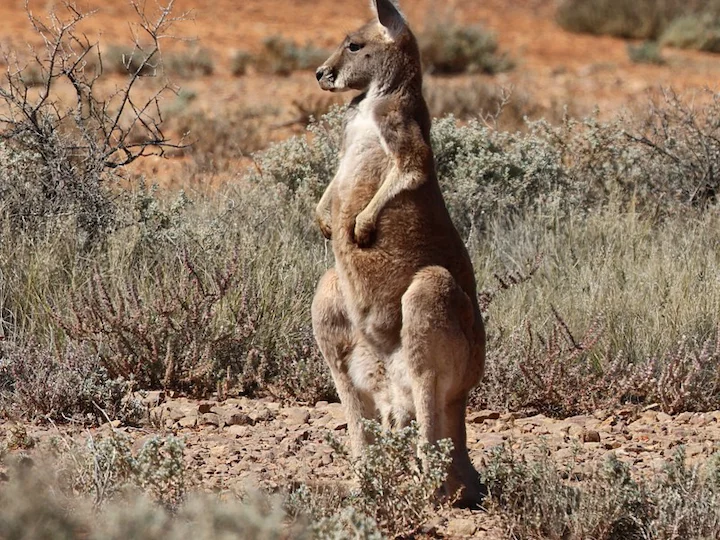 Roter Riesenkänguru (Roter Känguru) (Macropus rufus)