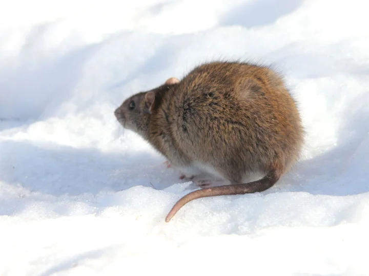 Rotte (Noorse rot) (Rattus norvegicus), 3 of 3